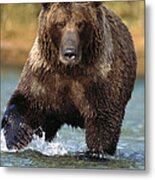 Grizzly Bear Ursus Arctos Horribilis #2 Metal Print