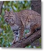 Bobcat #3 Metal Print