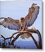 Ferriginous Hawk #3 Metal Print