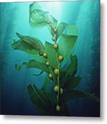 Giant Kelp Macrocystis Pyrifera Forest #3 Metal Print