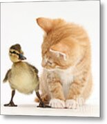 Ginger Kitten And Mallard Duckling #7 Metal Print