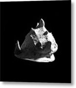 Horned Helmet Seashell Cassis Cornuta #2 Metal Print