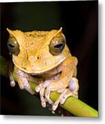 Marsupial Frog #3 Metal Print