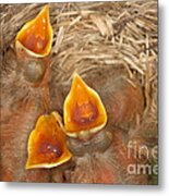 Newborn Robin Nestlings #3 Metal Print