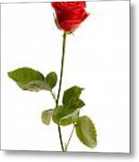 Red Rose #3 Metal Print