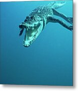 Saltwater Crocodile Crocodylus Porosus #3 Metal Print