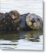 Sea Otter Mother And Pup Elkhorn Slough #3 Metal Print