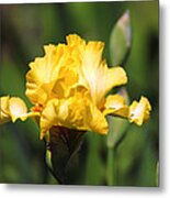 Yellow And White Iris Metal Print