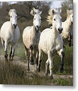Camargue Horse Equus Caballus Group #4 Metal Print