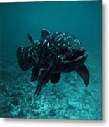 Coelacanth Fish #4 Metal Print