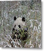 Giant Panda Ailuropoda Melanoleuca #4 Metal Print