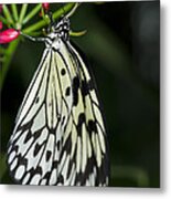 Rice Paper Butterfly #4 Metal Print