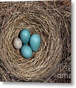 Robins Nest And Cowbird Egg #4 Metal Print