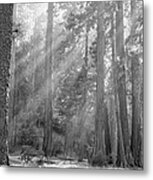 Sequoia National Park #5 Metal Print
