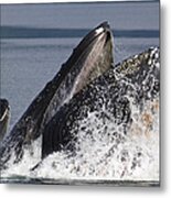 Humpback Whale Feeding Alaska Metal Print
