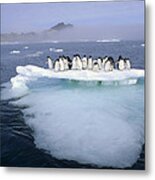 Adelie Penguin Pygoscelis Adeliae Group #6 Metal Print