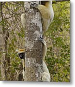 Golden-crowned Sifaka Propithecus #6 Metal Print