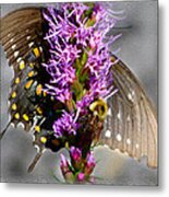 Butterfly Design Collection #7 Metal Print
