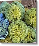 Calcareous Phytoplankton, Sem #7 Metal Print
