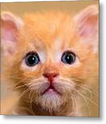 Kitty #7 Metal Print