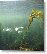 Bull Kelp In Clayoquot Sound Metal Print