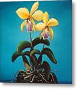 Orchids #10 Metal Print