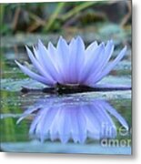 A Beautiful Water Lily Reflection Metal Print