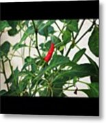 A Chili Fruit Ripe And Waiting To Be Metal Print