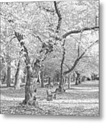 A Fall Day In Black And White Metal Print