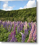 A Field Of Lupins Metal Print