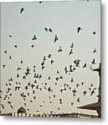 A Flock Of Pigeons Crowding One Of The Structures On Top Of The Red Fort Metal Print