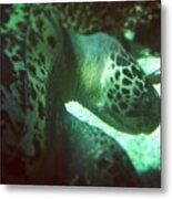 A #green #sea #turtle (chelonia Mydas) Metal Print