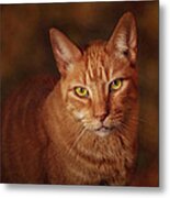 A Portrait Of Pete Metal Print