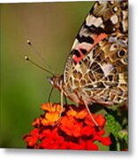 A Wing Of Beauty Metal Print