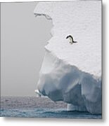 Adelie Penguin On The Edge Metal Print