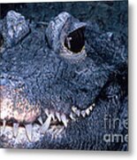 African Dwarf Crocodile Metal Print