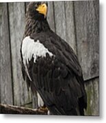 African Eagle Metal Print