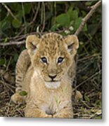 African Lion 5 Week Old Cub Masai Mara Metal Print