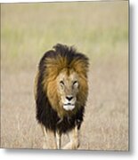 African Lion On The Savanna Metal Print