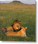 African Lion Panthera Leo Male Metal Print