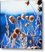 Against The  Blue Sky Metal Print