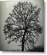 Age Old Tree Metal Print