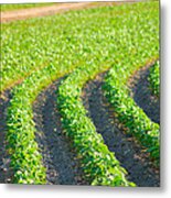 Agriculture- Soybeans 3 Metal Print