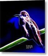 Allens Hummingbird - Fractal Metal Print