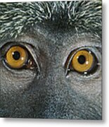 Allens Swamp Monkey Allenopithecus Metal Print