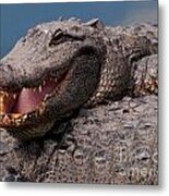 Alligator Smile Metal Print