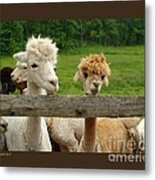 Alpacas-i Metal Print