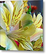 Alstroemeria Metal Print