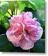 Althea Rose Of Sharon Metal Print