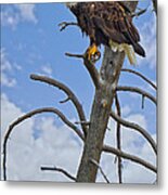 American Bald Eagle In Yellowstone Metal Print